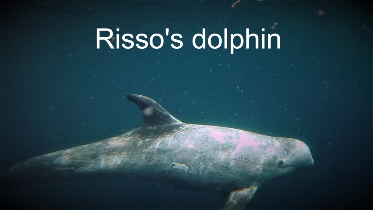 Best encounter with Risso's dolphin in Portugal.
