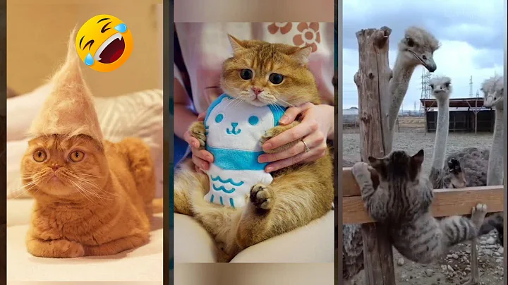 Video 11774021: laugh funny cats talking, funny cat 4k, cream cat funny, funniest cats, funny cat eating, funnycats