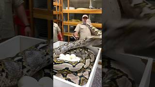 Famous Momma PYTHON was not having it today😅 Profile