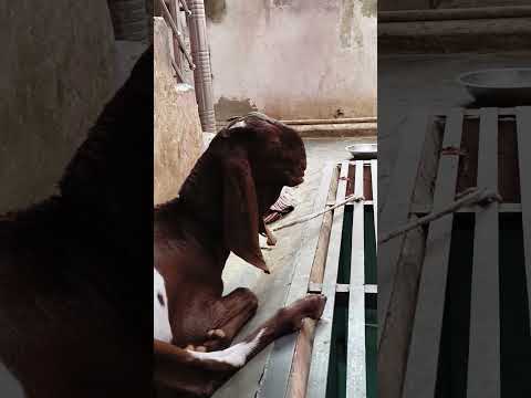 #bollywood #pawarholakhalidhobijatimere #duet #india #love #viral