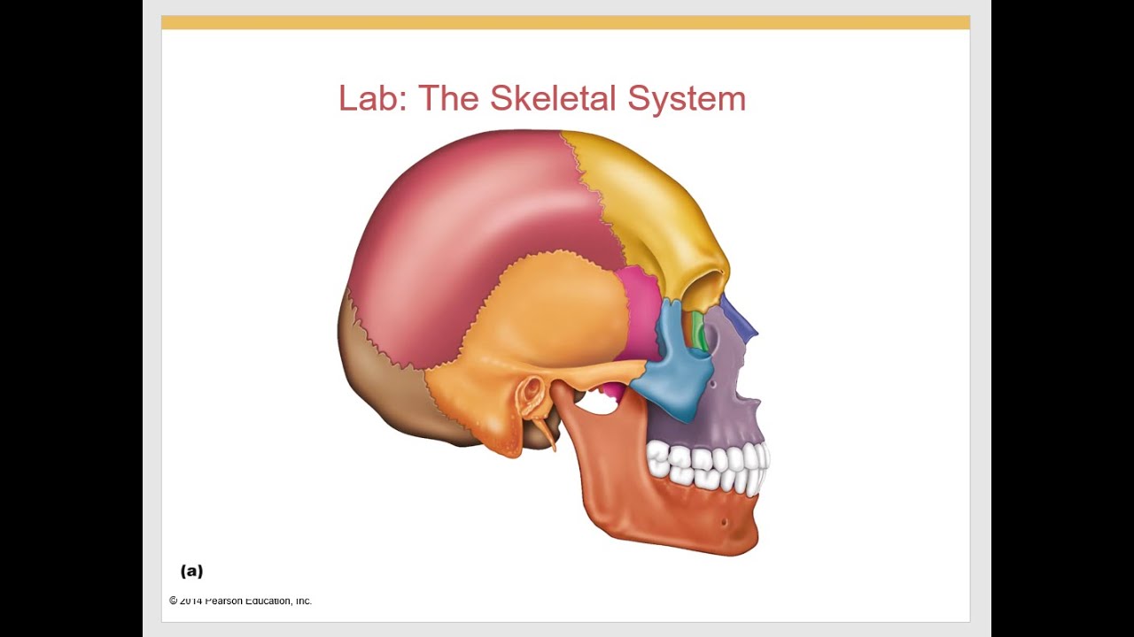 5. Lab 5, Bio 201 Skeleton, bones, and bone parts - YouTube