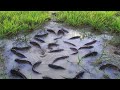 Amazing Fishing Video In Rice Field - Unbelievable  Find Many Fish By Two Smart Men In Grass Green