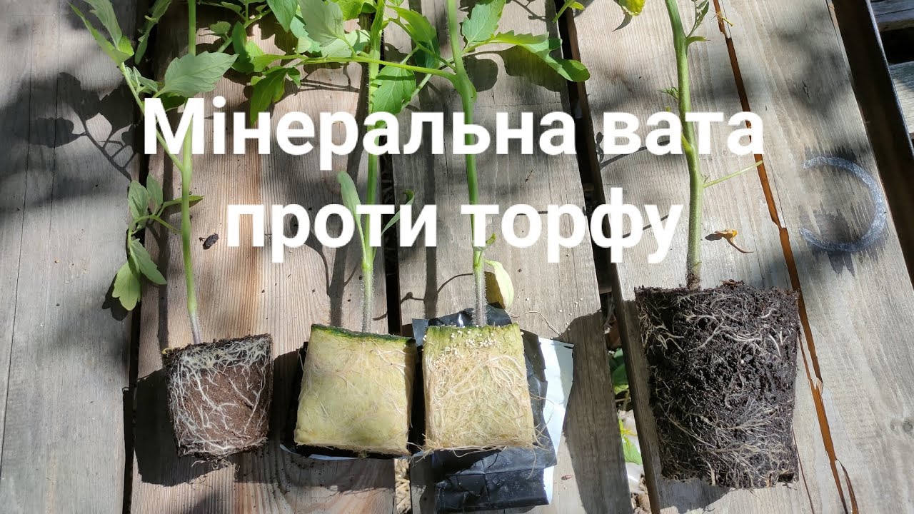 Розсада томатів. Мінеральна вата vs торф.