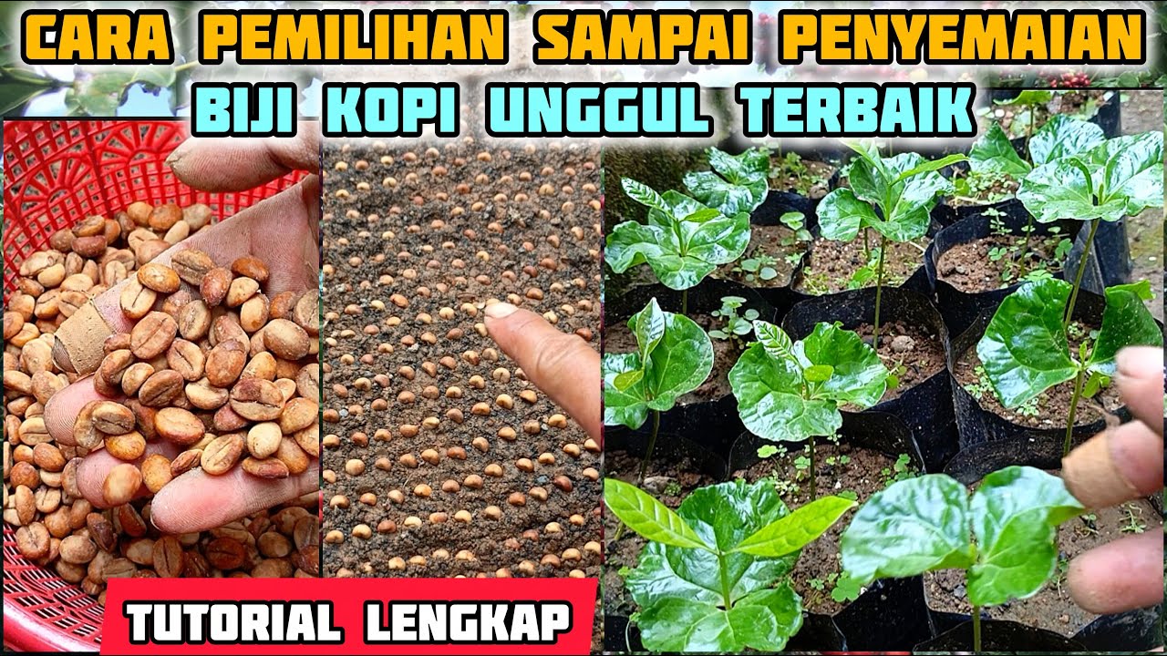 Tata cara penyemaian biji kopi untuk pembibitan kopi unggul dan berkualitas terbaik.