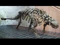 История вымерших животных(анкилозавр)