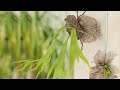 簡単＆吊るすフェイクグリーンのインテリア【いなざうるす屋】｜C CHANNEL DIY