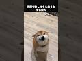 笑顔でごまかしてくる柴犬が可愛いすぎる! #柴犬 #犬 #いぬ #動物