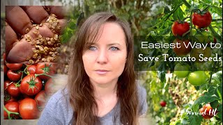 Easiest Way to Save Tomato Seeds Content