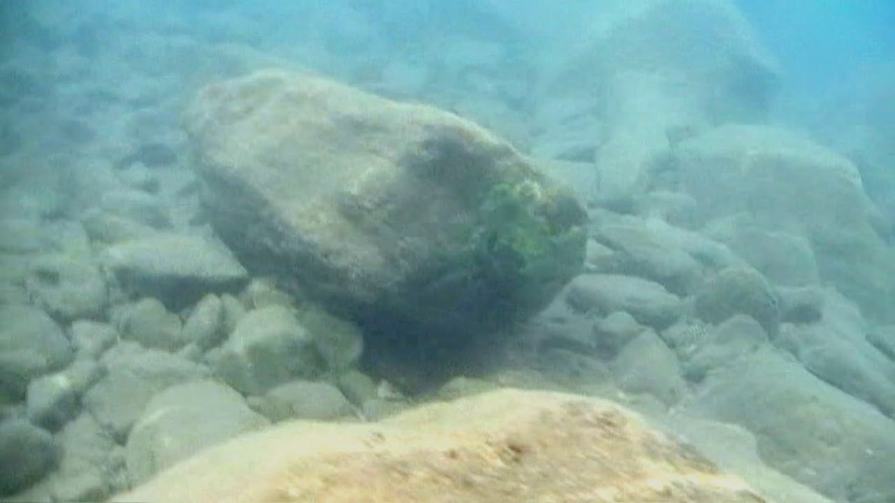 Tropheus Rutunga Tropheus sp. black Rutunga IN SITU - © M.M. © - YouTube