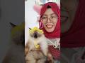 Main Bareng 😺 Gemoy Di Rumah Kucing #catcafe #cat #cats #kucing #kucinglucu #catlover #catvideos