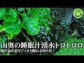 【日本の川音】睡眠汁が湧き出る山奥の湧水の音で熟睡汁