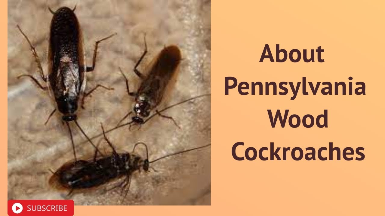 About Pennsylvania Wood Cockroaches YouTube