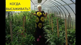 Как высчитать дату высадки томатов в теплицу?  Ольга Чернова