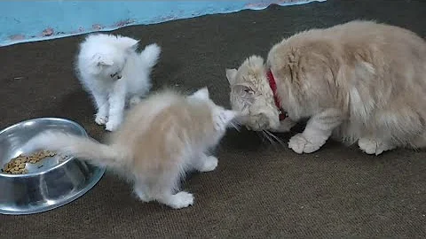 Video 226591: persian kitten, persian cat, white male kitten