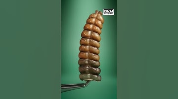 Có Gì Trong Đuôi Của Rắn Đuôi Chuông Mà Có Thể Phát Ra Âm Thanh ? | Moli Discovery #shorts