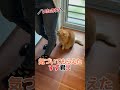 気づくまでじっと待ってた猫　#猫　#すずつむふう　#茶トラ