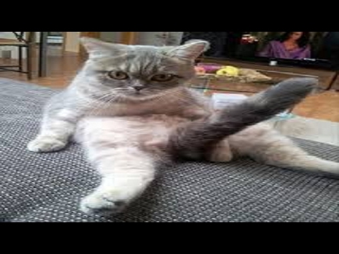 Funny Moments Cats And Dogs Funny Moments Cats And Dogs