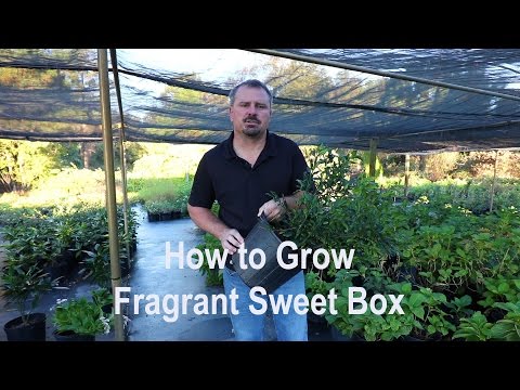 Видео: Sarcococca Sweetbox Shrubs - Научете как да отглеждате растения Sweetbox