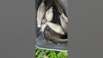 Câu Cá Trôi Tự Nhiên #short