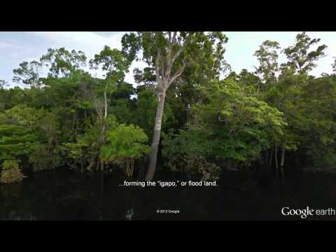 Video: Google Fører Street View Til Amazon - Matador-netværket