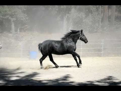 Bella and Lynn, Black Registered Percheron Mares f...