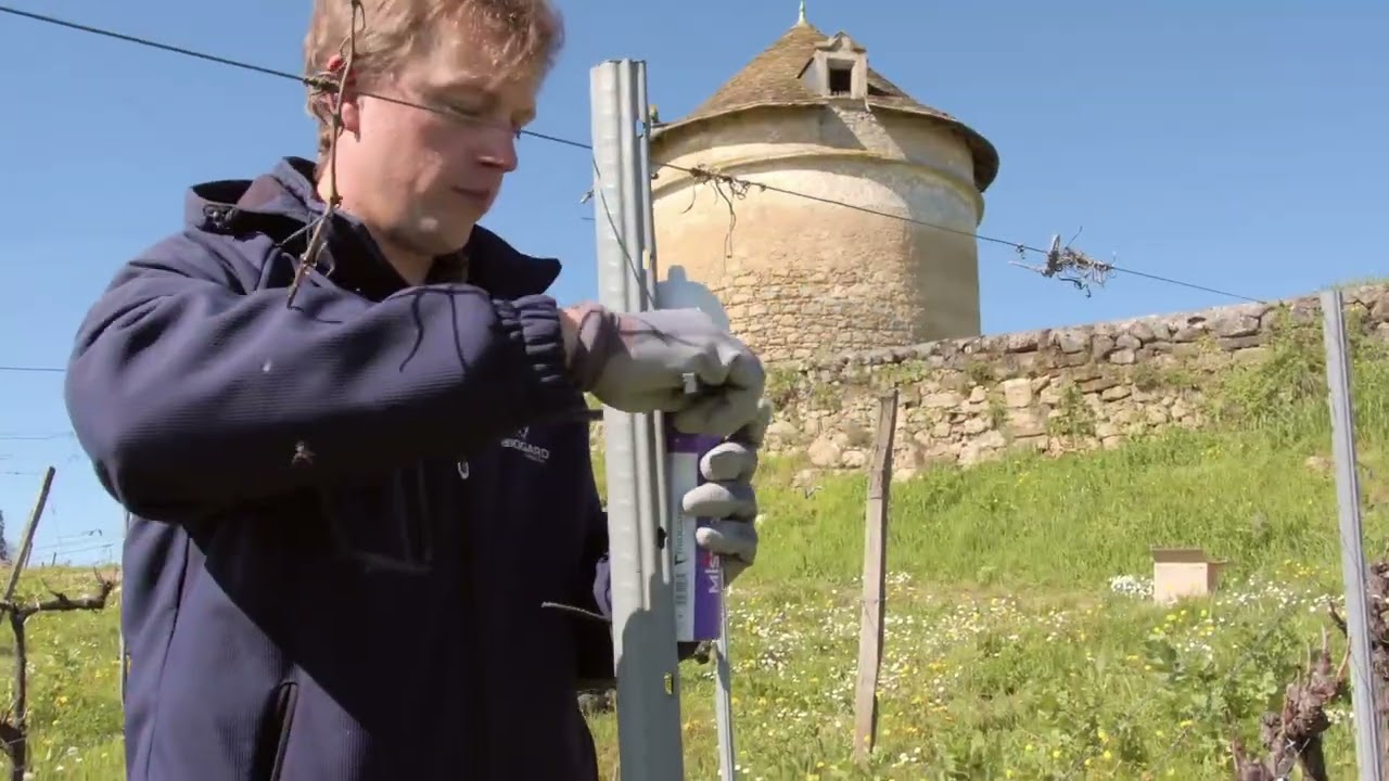 Mister L - Control de la polilla del racimo