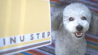 🐶愛犬にプレゼントが届いたので開封したら、まさかのおもちゃに興味を示しませんでした。。。！？【トイプードル】【WAN Smile BOX】