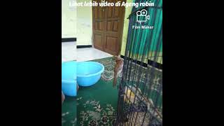 burger ( burung gereja)