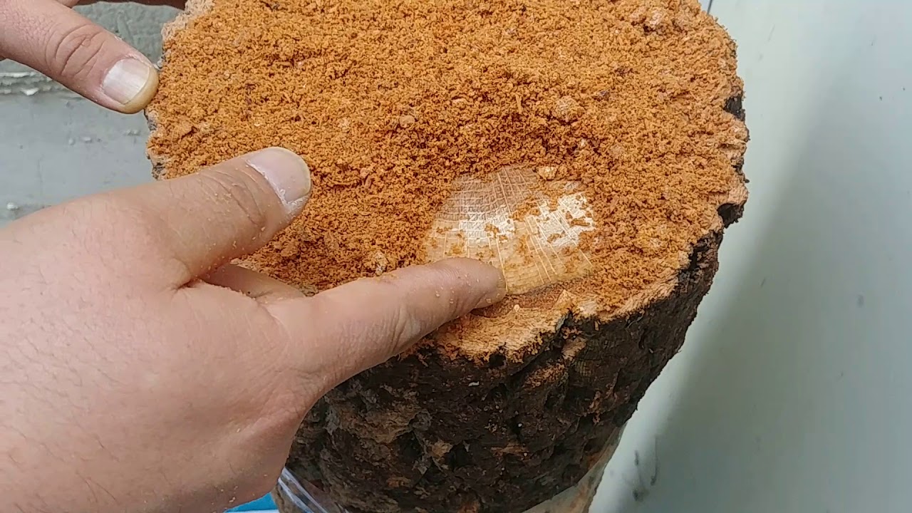 느타리버섯종균 원목에 접종하기