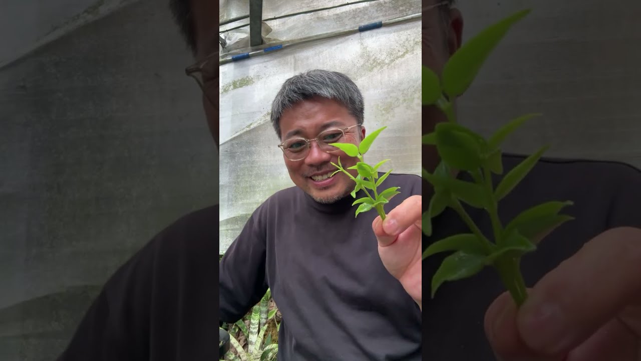 植えるよ ホヤ - YouTube