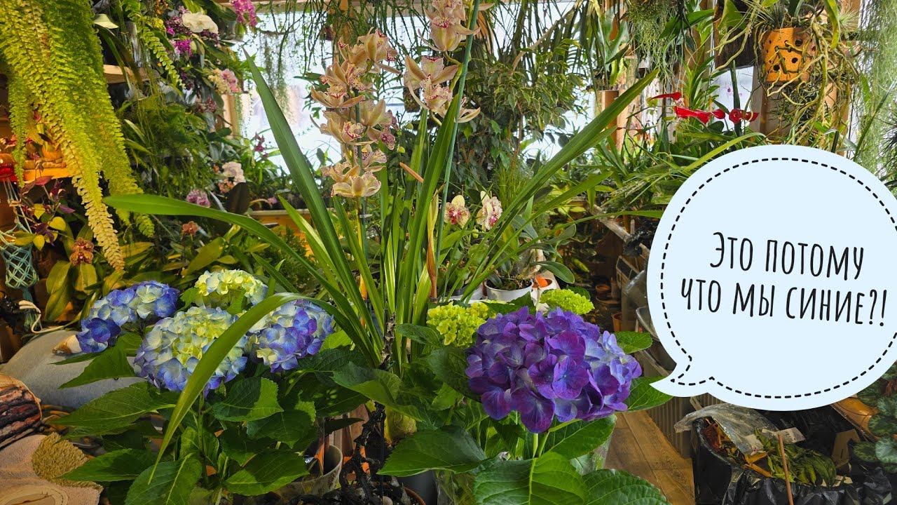 Какие растения привезла из ОБИ? Кафрский лайм - зачем столько? Обзор новомодного грунта для орхидей