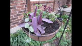 CobraCo 14-Inch Hanging Basket with EcoLiner; Hanging Garden Baskets