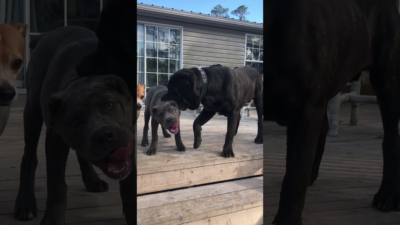 Huge Cane Corso on the yard YouTube