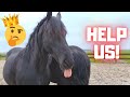 HELP us! The mares are almost due. We need names for the new Friesian Horses.