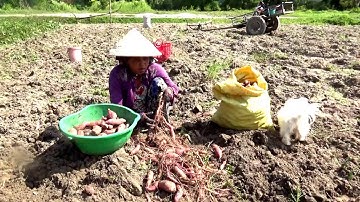 Tình quê hương trên ruộng bậc thang Tà Pạ - Tô Thuận, Núi Tô, Tri Tôn, An Giang 04/05/2019