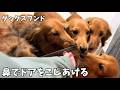 【ミニチュアダックス】鼻でドアをこじあけてシッポをブンブン振るダックス達がたまらない