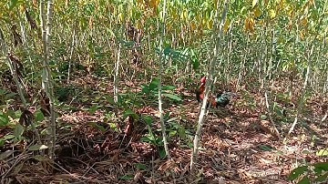 bẫy gà rừng Tây Nguyên Đăk Lăk mới nhất năm 2021... đầu năm mà để bổi về rừng