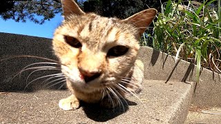 階段の上にキジトラ野良猫がいたのでナデナデするとゴロゴロと喜んだ