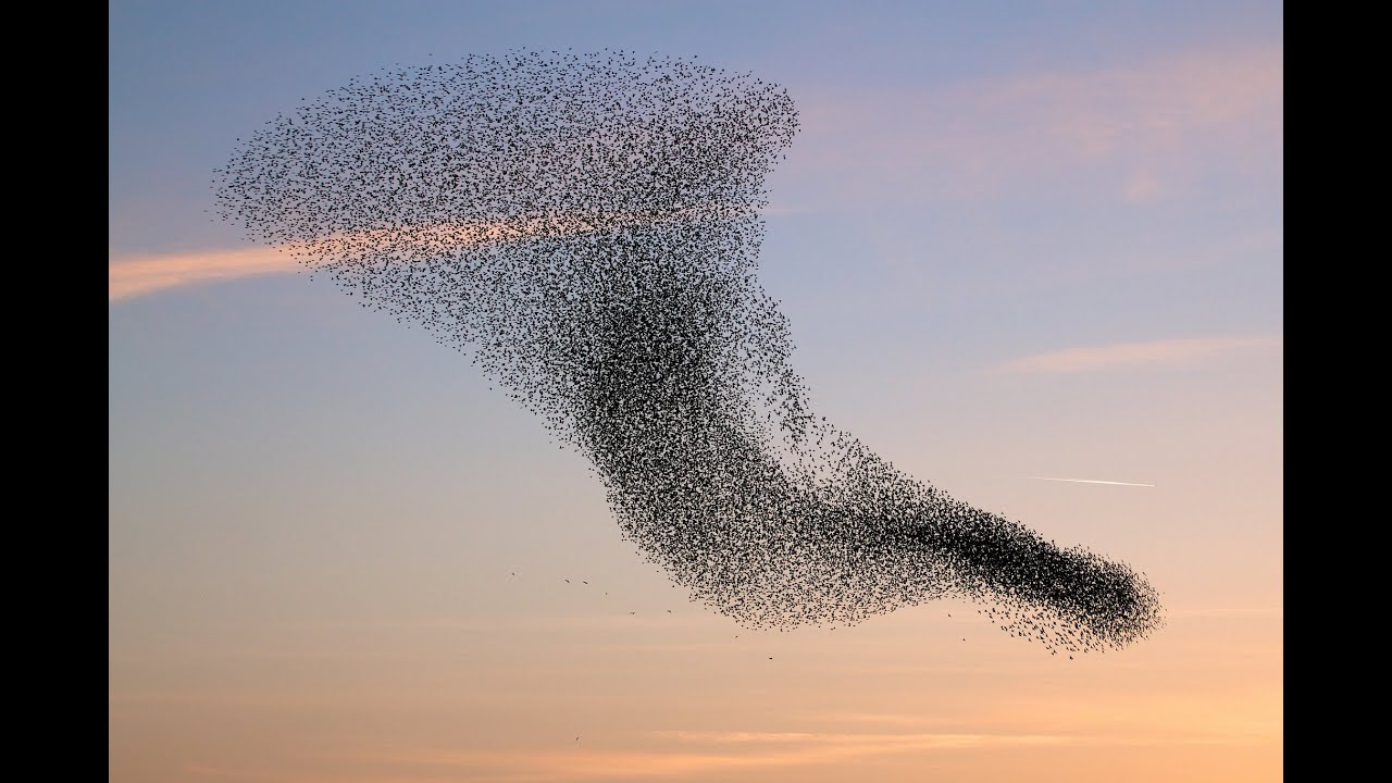 Birds Swarm Must See - YouTube