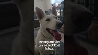 No dream job 😆 #cute #funny #dog #pets #petlover #shorts