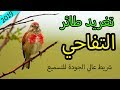 تغريد طائر التفاحي ( النينو شريط تسميع عالي الجودة )