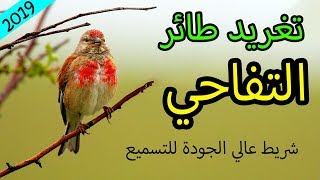 تغريد طائر التفاحي ( النينو شريط تسميع عالي الجودة )