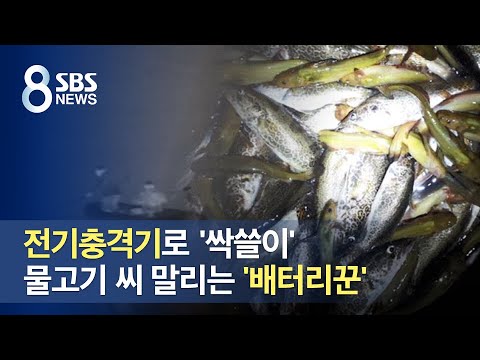 전기충격기로 &amp;#39;싹쓸이&amp;#39;…물고기 씨 말리는 &amp;#39;배터리꾼&amp;#39; / SBS