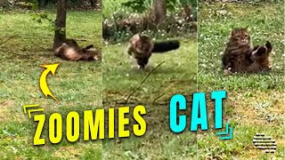 Precious Cat on Zoomies Jumping and Rolling Around