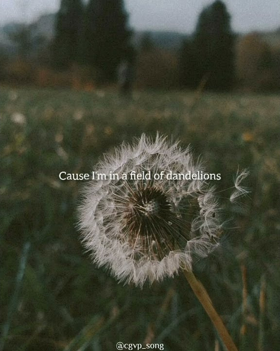 Dandelions - Ruth B |status WhatsApp|lirik lagu 30 menit