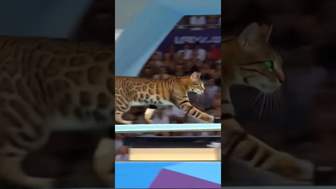 My cat is participating in an animal olympics 🤣🤣🤣