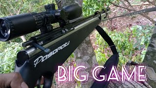 pasopati terbaru tes big game //nyagong babi hutan di pragon