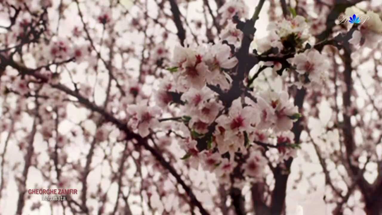 Guarda GHEORGHE ZAMFIR - Mattinata su YouTube Guarda GHEORGHE ZAMFIR - Mattinata su YouTube