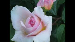 I'll Be There by Gerry and the Pacemakers