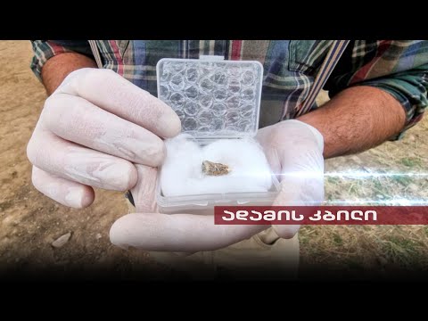 Post Factum | 1,8 მლნ წლის კბილი, რომელმაც მსოფლიო აალაპარაკა